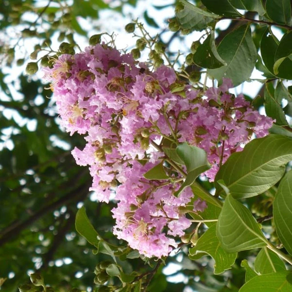 Lagerstroemia Indica Mauve - Lilas Des Indes 3 Lagerstroemia Indica Mauve - Lilas Des Indes