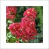 Lagerstroemia Indica Rubra - Lilas Des Indes 2 Lagerstroemia Indica Rubra - Lilas Des Indes -Le Jardin Secret Boutique lagerstroemia indica rubra 85978 1