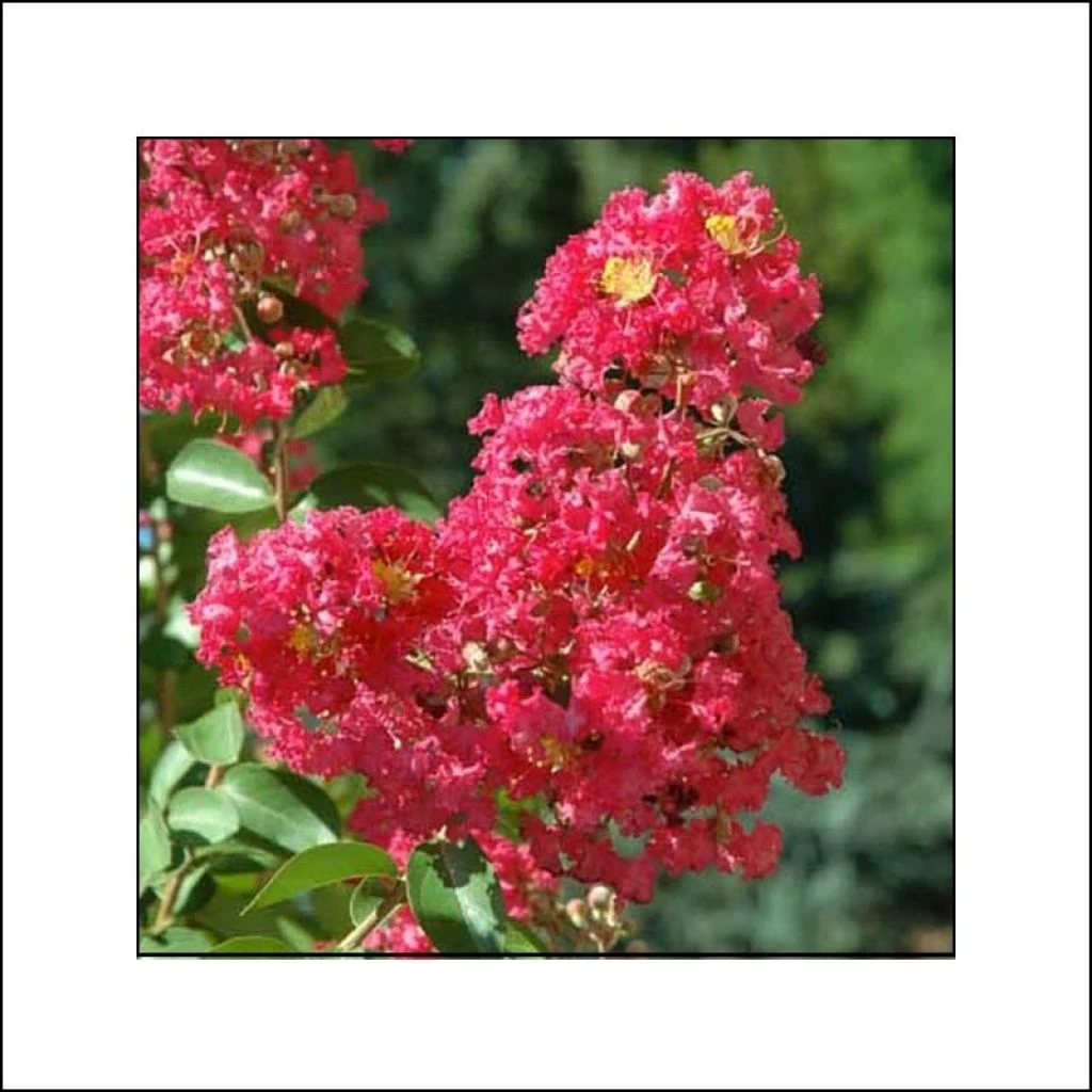 Lagerstroemia Indica Rubra - Lilas Des Indes 3 Lagerstroemia Indica Rubra - Lilas Des Indes