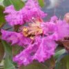 Lagerstroemia Indica Summer Beauty Centennial - Lilas Des Indes -Le Jardin Secret Boutique lagerstroemia indica summer beauty centennial 85956 1