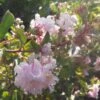 Lagerstroemia Indica Summer Beauty Hope - Lilas Des Indes 1 Lagerstroemia Indica Summer Beauty Hope - Lilas Des Indes -Le Jardin Secret Boutique lagerstroemia indica summer beauty hope 85957 1