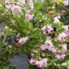 Lagerstroemia Indica Summer Charm Hopi - Lilas Des Indes 2 Lagerstroemia Indica Summer Charm Hopi - Lilas Des Indes -Le Jardin Secret Boutique lagerstroemia indica summer charm hopi 85954 1