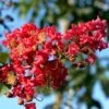 Lagerstroemia Indica Summer Charm Tuscarora - Lilas Des Indes 1 Lagerstroemia Indica Summer Charm Tuscarora - Lilas Des Indes -Le Jardin Secret Boutique lagerstroemia indica summer charm tuscarora 85955 1