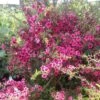 Leptospermum Wiri Kerry - Arbre à Thé -Le Jardin Secret Boutique leptospermum wiri kerry 83361 1 1
