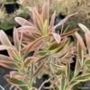 Leucadendron Jester -Le Jardin Secret Boutique leucadendron Jester IF 16677 1
