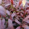 Leucothoe Walteri Royal Ruby -Le Jardin Secret Boutique leucothoe walteri royal ruby 1002651 1