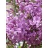 Lilas - Syringa Chinensis Saugeana -Le Jardin Secret Boutique lilas saugeana 3922