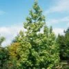 Liquidambar Styraciflua Thea - Copalme D'Amérique -Le Jardin Secret Boutique liquidambar styraciflua thea 84140 1