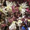 Loropetalum Chinense Ruby Snow -Le Jardin Secret Boutique loropetalum chinense ruby snow 86120 1