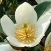 Magnolia Dianica Summer Snowflake - Michelia -Le Jardin Secret Boutique magnolia dianica summer sunflake 84158 3
