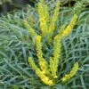Mahonia Soft Caress - Mahonia Hybride -Le Jardin Secret Boutique mahonia soft caress 0525 1