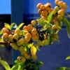 Pommier D'ornement - Malus Golden Hornet -Le Jardin Secret Boutique malus golden hornet 80068 3