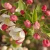 Pommier D'ornement - Malus Perpetu Evereste -Le Jardin Secret Boutique malus perpetu evereste 7873 1