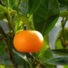 Mandarinier - Citrus Deliciosa - Agrumes -Le Jardin Secret Boutique mandarinier 4
