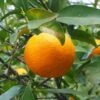 Oranger - Citrus Sinensis - Agrumes -Le Jardin Secret Boutique oranger