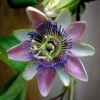 Passiflora Allardii - Fleur De La Passion -Le Jardin Secret Boutique passiflora allardii 87026 1