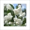Seringat Blanc - Philadelphus Albâtre -Le Jardin Secret Boutique philadelphus albatre 84187 1