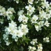 Seringat Des Jardins - Philadelphus Belle Etoile -Le Jardin Secret Boutique philadelphus belle etoile 781753 2