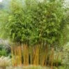 Bambou Jaune - Phyllostachys Aureosulcata Aureocaulis 1 Bambou Jaune - Phyllostachys Aureosulcata Aureocaulis -Le Jardin Secret Boutique phyllostachys aureosulcata aureocaulis 7816702 1