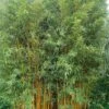Phyllostachys Vivax Aureocaulis - Bambou Géant -Le Jardin Secret Boutique phyllostachys vivax aureocaulis 84917 1
