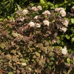 Physocarpus Opulifolius Diable D'Or - Physocarpe à Feuilles Cuivre