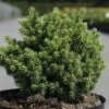 Épicéa - Picea Abies Jalako Gold -Le Jardin Secret Boutique picea abies jalako gold 100767 1