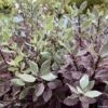 Pittosporum Tenuifolium Bannow Bay -Le Jardin Secret Boutique pittosporum bannow bay IF 15354 1