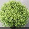 Pittosporum Tenuifolium Midget -Le Jardin Secret Boutique pittosporum tenuifolium midget 15119 1