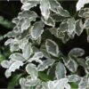 Pittosporum Tenuifolium Elisabeth -Le Jardin Secret Boutique pittosporum tenuifolium elisabeth
