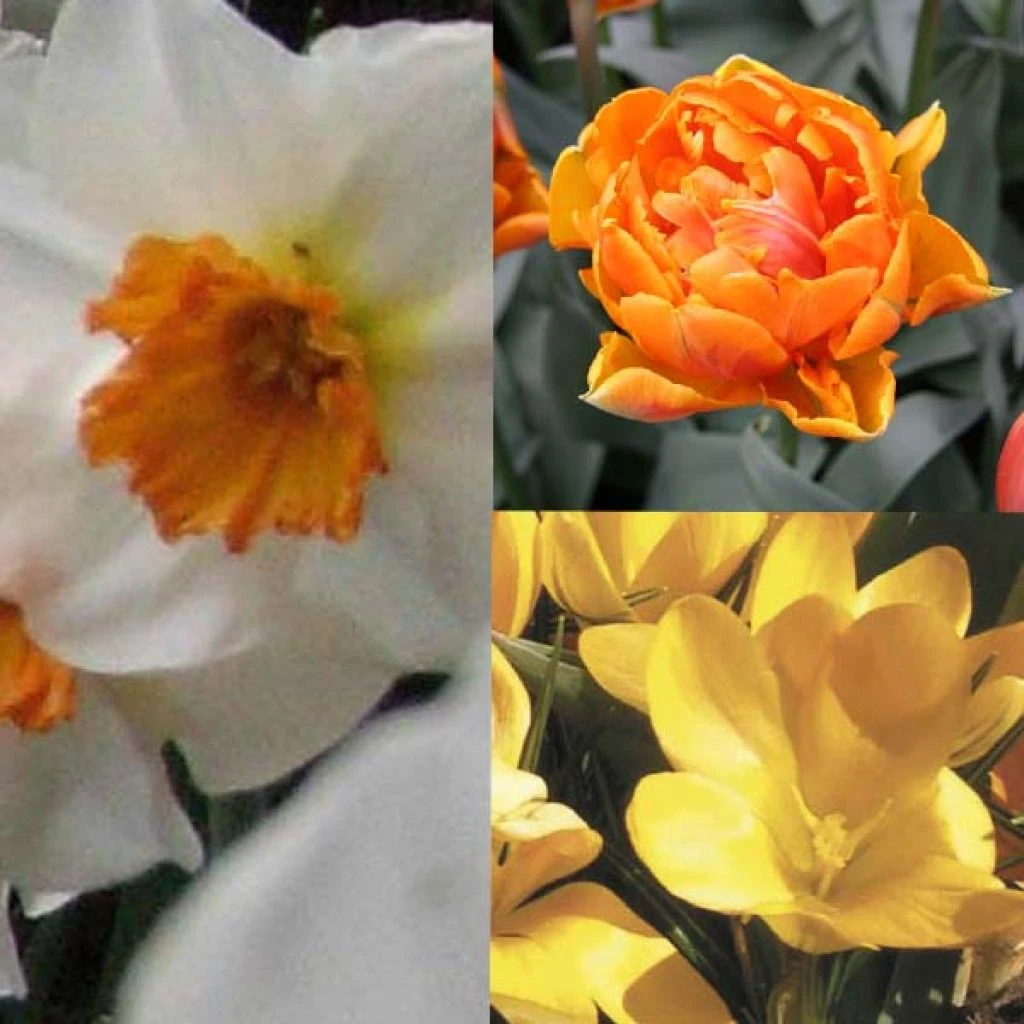 Potée Cuivrée 3 Potée Cuivrée