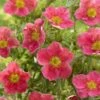 Potentilla Fruticosa Danny Boy - Potentille Arbustive à Fleurs Simples Rose Framboise 2 Potentilla Fruticosa Danny Boy - Potentille Arbustive à Fleurs Simples Rose Framboise -Le Jardin Secret Boutique potentilla danny boy copyright plantipp 2