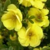 Potentille Arbustive - Potentilla Fruticosa Double Punch Gold -Le Jardin Secret Boutique potentilla fruticosa double punch gold 100807 1
