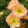 Potentille Arbustive - Potentilla Fruticosa Double Punch Peach 2 Potentille Arbustive - Potentilla Fruticosa Double Punch Peach -Le Jardin Secret Boutique potentilla fruticosa double punch peach 100809 1