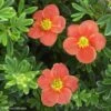 Potentille Arbustive - Potentilla Fruticosa Red'issima 2 Potentille Arbustive - Potentilla Fruticosa Red'issima -Le Jardin Secret Boutique potentilla fruticosa red issima 100815 1