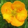 Potentilla Fruticosa Tangerine - Potentille Arbustive -Le Jardin Secret Boutique potentilla fruticosa tangerine potentille arbustive v fl
