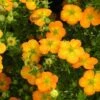 Potentille Arbustive Bella Sol - Potentilla Fruticosa -Le Jardin Secret Boutique potentille arbustive bella sol 85478 1