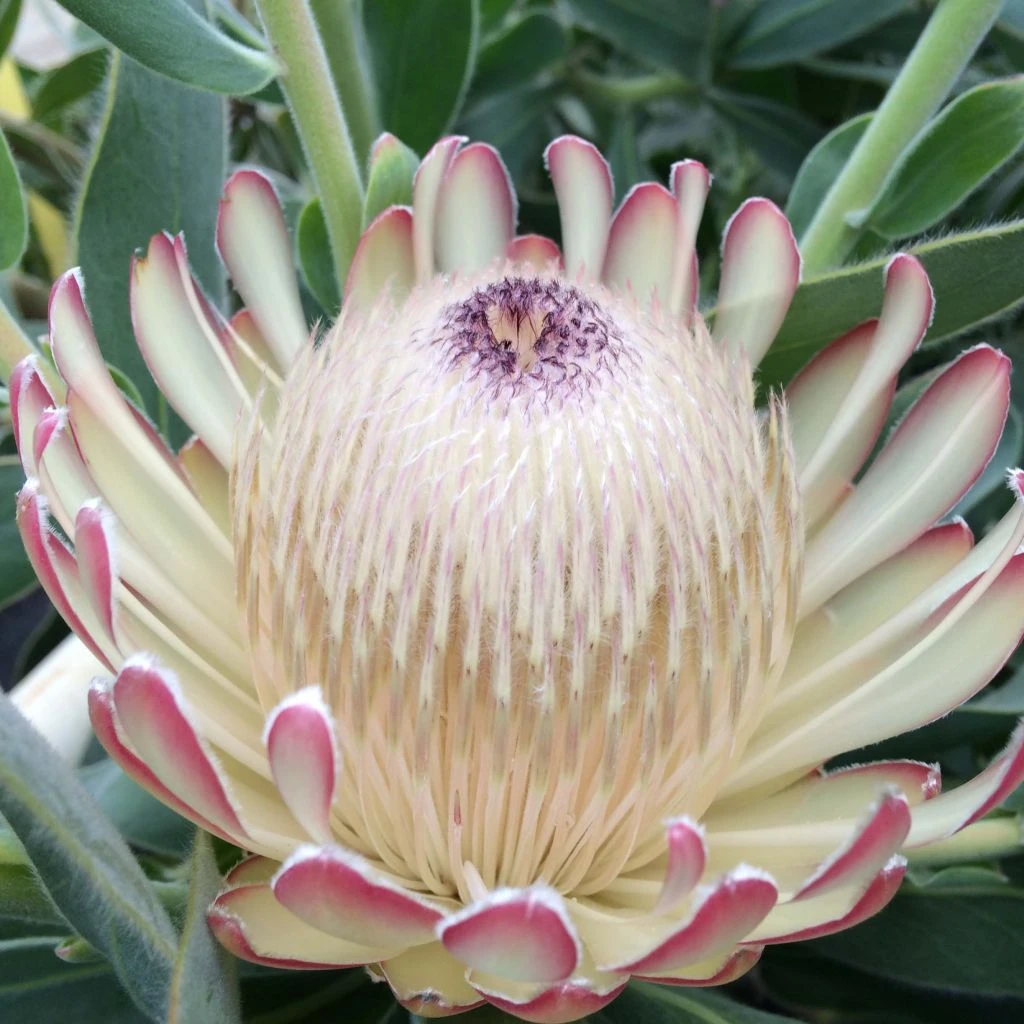 Protea Susara - Protée Hybride 3 Protea Susara - Protée Hybride
