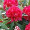 Rhododendron Arboreum Rouge - Grand Rhododendron 1 Rhododendron Arboreum Rouge - Grand Rhododendron -Le Jardin Secret Boutique rhododendron arboreum rubrum 80474 1