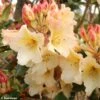 Rhododendron Horizon Monarch - Grand Rhododendron -Le Jardin Secret Boutique rhododendron horizon monarch 80478 1