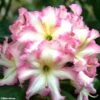 Rhododendron Melrose Flash - Grand Rhododendron -Le Jardin Secret Boutique rhododendron melrose flash 781743 1