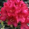 Rhododendron Nova Zembla - Grand Rhododendron -Le Jardin Secret Boutique rhododendron nova zembla 781747 1