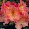 Rhododendron Olga - Grand Rhododendron -Le Jardin Secret Boutique rhododendron olga 781745 1
