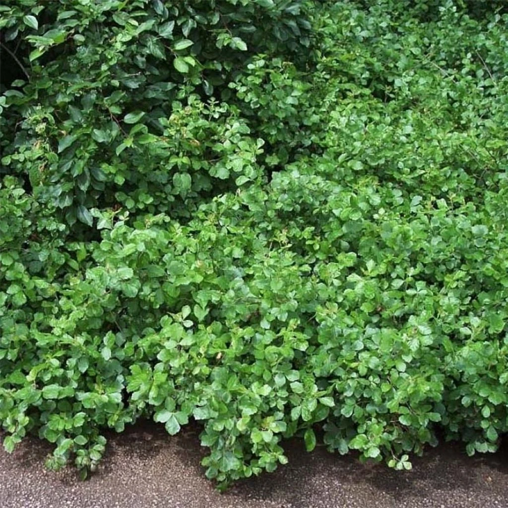 Sumac Aromatique - Rhus Aromatica Gro-Low 3 Sumac Aromatique - Rhus Aromatica Gro-Low