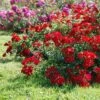 Rosier Couvre-sol Rouge Cascade -Le Jardin Secret Boutique rosier couvre sol rouge cascade en racines nues 85820 1