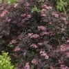 Sureau Noir - Sambucus Nigra Black Beauty (Gerda) -Le Jardin Secret Boutique sambucus nigra black beauty gerda 7870 3