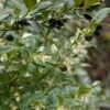 Sarcococca Hookeriana -Le Jardin Secret Boutique sarcococcas hookeriana type 7816000 1
