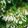 Schizophragma Integrifolia - Hydrangée à Feuilles Entières -Le Jardin Secret Boutique schizophragma integrifolia 67800 1
