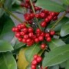 Skimmia Japonica Veitchii -Le Jardin Secret Boutique skimmia japonica veitchii ld tonyrodd 7845 1
