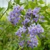 Solanum Crispum Glasnevin -Le Jardin Secret Boutique solanum crispum glasnevin 80051 3