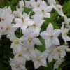 Solanum Jasminoides Album -Le Jardin Secret Boutique solanum jasminoides album 491544 3